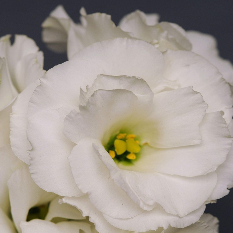 Outsidepride Lisianthus Sapphire White - 100 Seeds