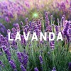 Jabón De Ruda Romero Albahaca Y Lavanda Limpieza Energética