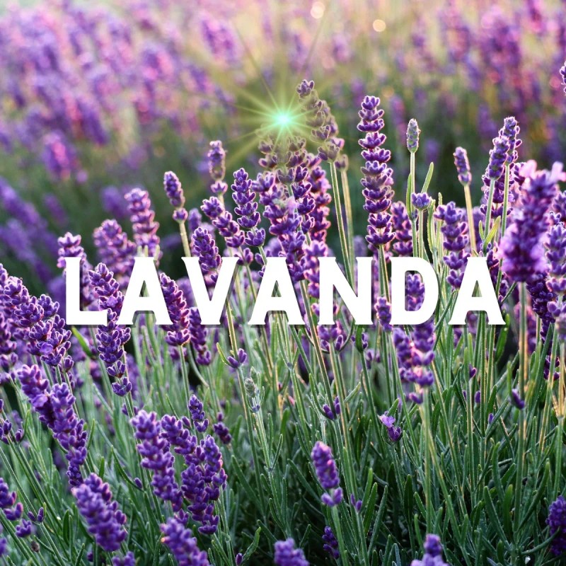 Jabón De Ruda Romero Albahaca Y Lavanda Limpieza Energética