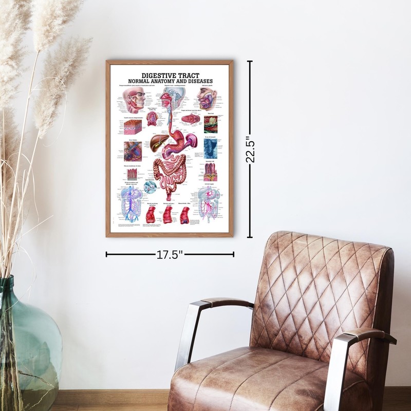 Anatomical Worldwide The Digestive Tract Normal and Diseased Laminated Anatomy