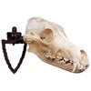 Herron Outdoors - Skull Wall Mount Hanger Hook (Portrait) (Portrait)