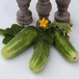 Double Yield Cucumber - 1 g ~30 Seeds - Heirloom, Open Pollinated, Non-GMO, Farm & Vegetable Gardening Seeds