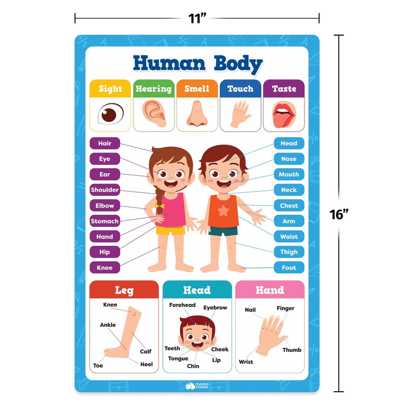 Classroom Educational Posters - 20pcs 16” x 11” - Teacher