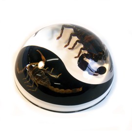 REAL BUG 4" Yin-Yang Terrain -Scorpions Black & White