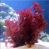 YOURFISHSTORE NURSERY FARMS 1" Single Frag - Red Dragon Gracilaria