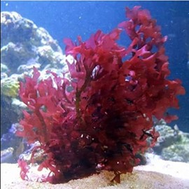 YOURFISHSTORE NURSERY FARMS 1" Single Frag - Red Dragon Gracilaria Hayi Bush Marine Macro Algae Plant Reef Refugium