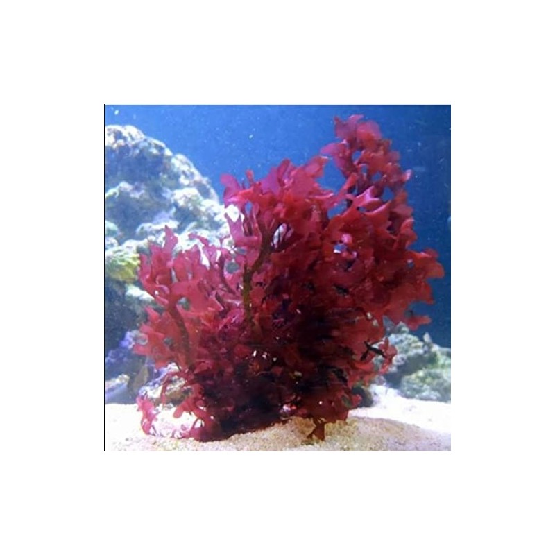 YOURFISHSTORE NURSERY FARMS 1" Single Frag - Red Dragon Gracilaria