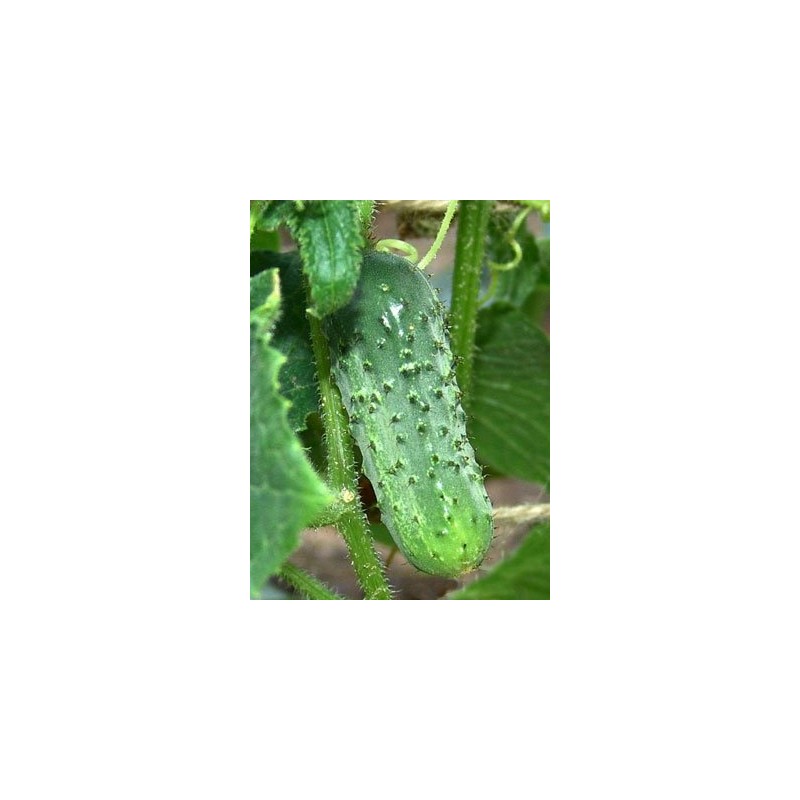 Cucumber Boston Pickling Great Heirloom Vegetable 300 Seeds Packed by