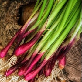 TomorrowSeeds - Red Beard Spring Onion Seeds - 500+ Count - for 2025 Planting Purple Scallion Splitting Chinese Garlic Chives Green Onions Perennial Asian Vegetable Grow Your Own Home Farm Patio