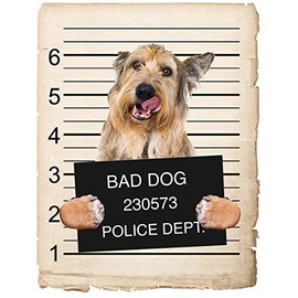 Berger Picard Dog Mugshot Bad Dog Car Bumper Magnet, Magnetic for Refrigerator, Decorative Fridge, Office, Whiteboard, Kitchen, Locker Waterproof Decor, Family & Friends, 4x7 in