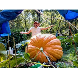 seeds Giant Pumpkin Seeds 2023! Incredible Color And Shape! Howard Dill Award Winning