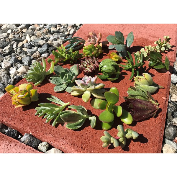 15 Assorted Varieties Live Succulent Cactus Cuttings Plants NO Roots,