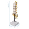 Sacrum Lumbar Spine Modelo