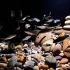 FANTIAN 40 lbs River Rocks for Landscaping, 1-2 Inch Decorative
