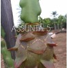 ORGANICO DRAGON FRUIT CUTTINGS 8-14 Inches check the description