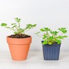 Live Citronella Geranium Plants (2-Pack); Pelargonium Citronella Scented Potted Plants