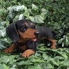 Vivid Arts - AP-DACH-D Active Puppy Dachshund Ornament