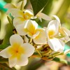 Deve Herbes Frangipani Essential Oil (Plumeria alba) with Glass Dropper