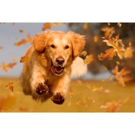 mein herz Immune Active Globules – for Love for Your Dog – to Support the Immune System and Activate the Defences, Bioenergetic/Radionic Informed with Shitake Mushrooms and Nucleotides.