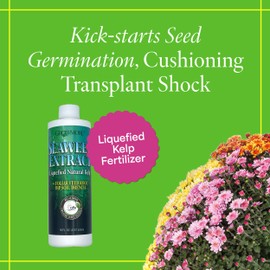 Grow More Liquified Seaweed Extract Fertilizer for Plants - 16oz of Liquefied Natural Liquid Kelp Fertilizer - 11% Organic Kelp Plant Food for Transplant Protection & Root Development