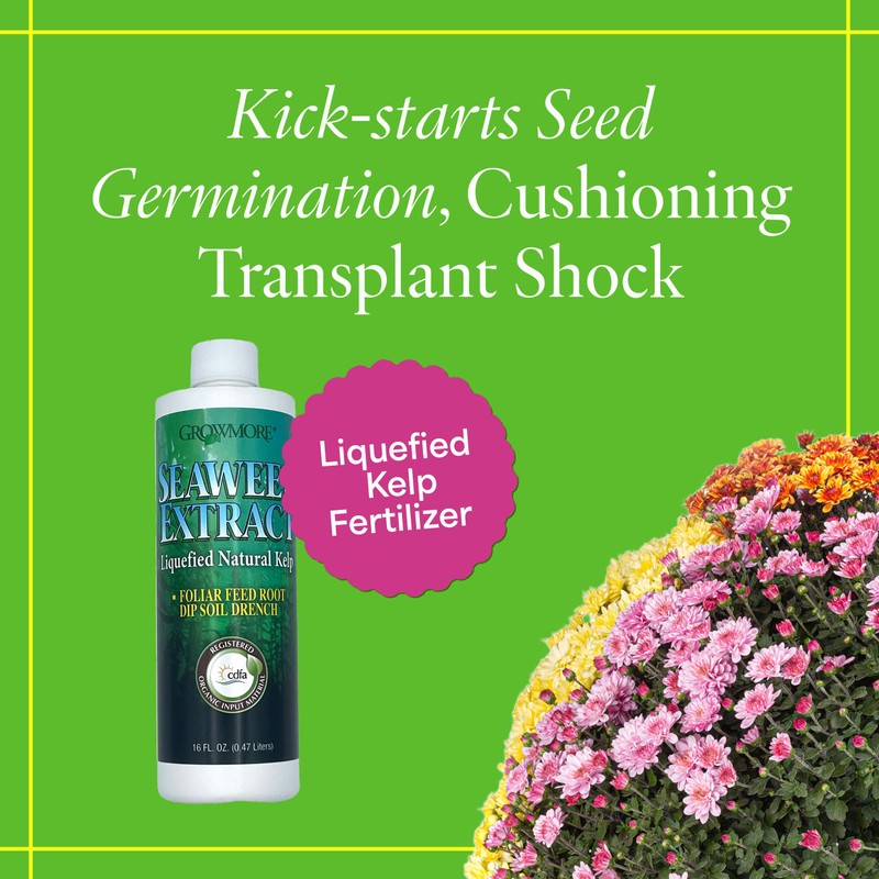 Grow More Liquified Seaweed Extract Fertilizer for Plants - 16oz