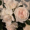 Own-Root One Gallon Honeymoon Climbing Rose by Heirloom Roses