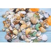 Natural Hermit Crab Shells, Hermit Crab Supply, Large Small and
