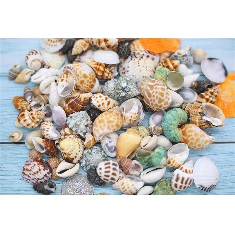 Natural Hermit Crab Shells, Hermit Crab Supply, Large Small and