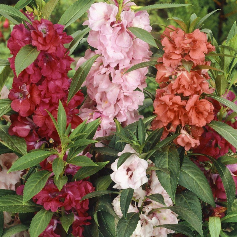 Outsidepride Balsam Impatiens Flower Seeds - 500 Pcs Annual, Compact