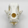 Taxidermy Real Animals Skull Decor - Model Animals Bones Specimen,Taxidermy