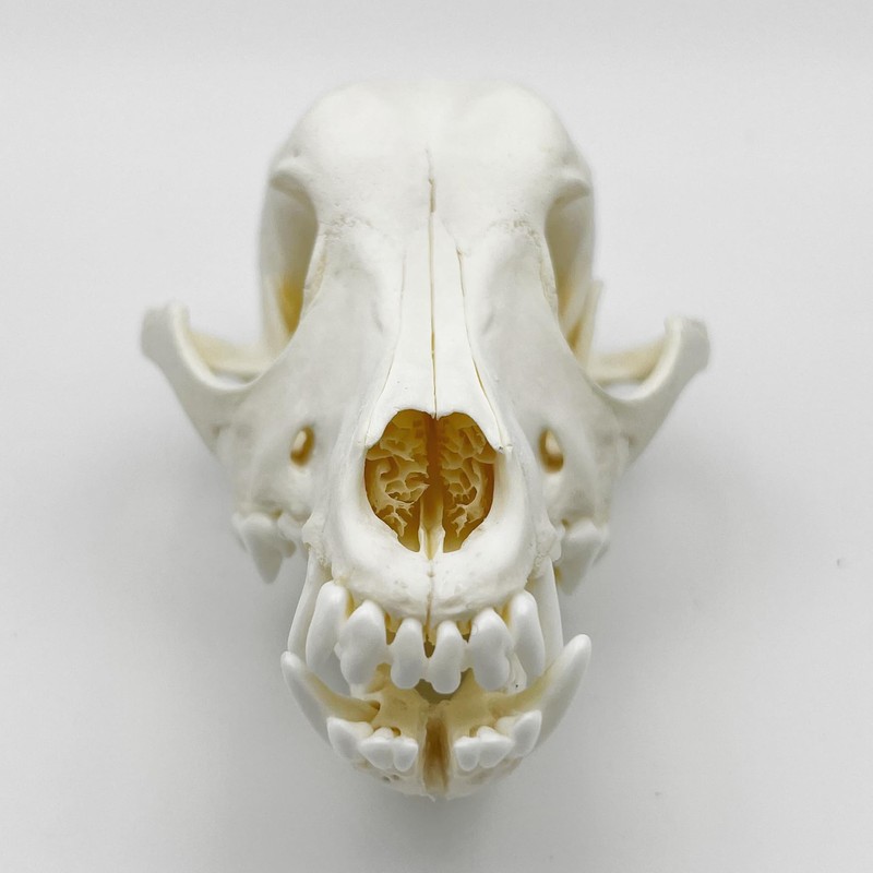 Taxidermy Real Animals Skull Decor - Model Animals Bones Specimen,Taxidermy