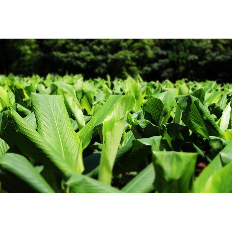 屋久島 Spring Turmeric Powder G