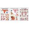 Female Large Poster Set, Include Preganancy and Birth, Female Anatomy,