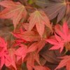 Ruslyn-in-The-Pink Japnese Maple Rich Red and Bronze Leaves - 1
