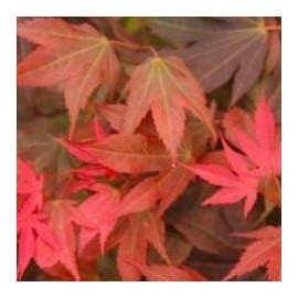 Ruslyn-in-The-Pink Japnese Maple Rich Red and Bronze Leaves - 1 Year Live Plant