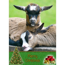 Goat Christmas Card 'Merry Christmas' - Special Xmas Card for Him Her Kids Male Female