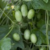 Outsidepride Mouse Melon AKA Mexican Sour Gherkin, Mexican Sour Cucumber