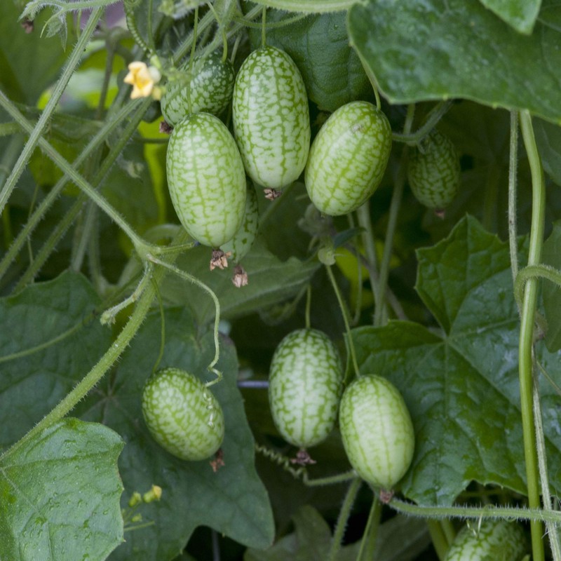 Outsidepride Mouse Melon AKA Mexican Sour Gherkin, Mexican Sour Cucumber