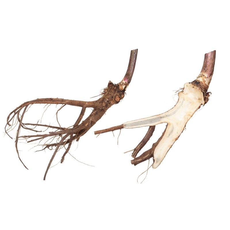 Oman / Elecampane Root (Inula Helenium - Radix Inulae) -