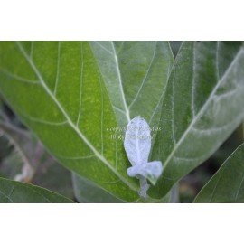 Serendipity Seeds 10 Seeds Tropical Ornamental Calotropis gigantea seeds Blue Crown Flower