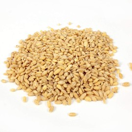 Commodity Beans Pearl Barley, 25 lbs