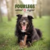 FOURLEGS® Natural Chew Snack for Dogs Made of 100% Deer