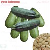 Treevale Zucchini Grey Summer Squash Seeds | Calabacita, Marrow Squash, Mexican Squash - 30 Seeds No Tracking