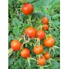 Rugosa Rose Hips WOW! 1/4 CUP RUGOSA ROSE Seeds -