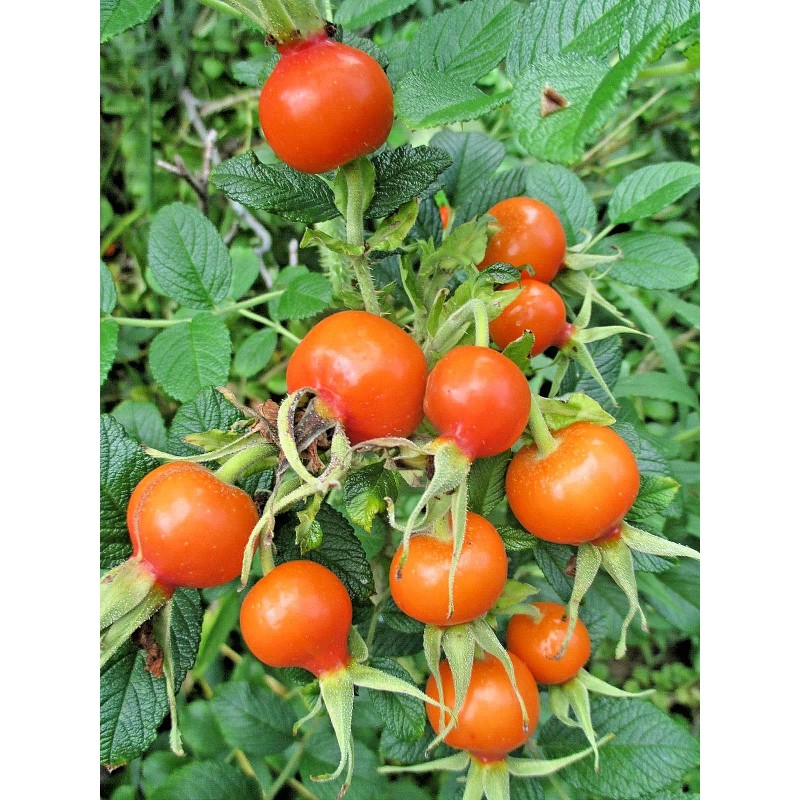 Rugosa Rose Hips WOW! 1/4 CUP RUGOSA ROSE Seeds -