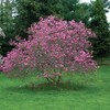 Jane Magnolia Tree, 6-12” Tall, Live Shrub in 2.5” Pot