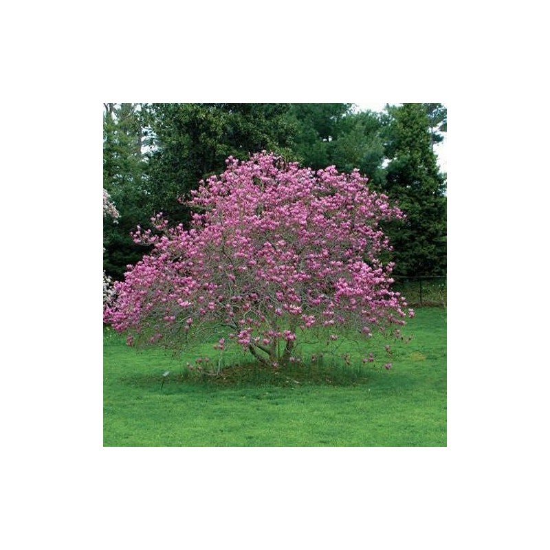 Jane Magnolia Tree, 6-12” Tall, Live Shrub in 2.5” Pot