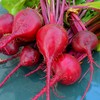 Early Wonder Beet - 100 Seeds - Heirloom & Open-Pollinated