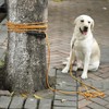 HAPPY HACHI Training Leads for Dogs, 20m/66ft Strong Rope Long