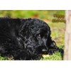 Cocker Spaniel Dog Birthday Card